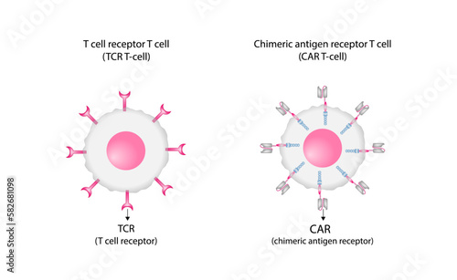 T cell receptor (TCR) or Chimeric antigen receptor (CAR) T-cell therapy. Cancer therapy. T cell receptor proteins that have been engineered to kill cancer cells. vector illustration.