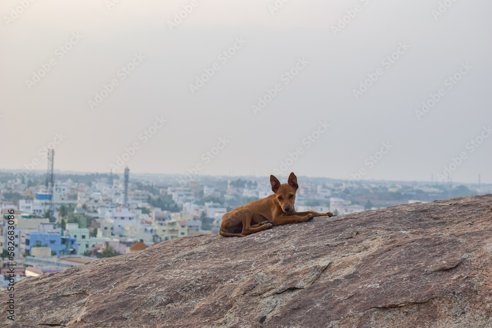 Fototapeta premium Dog sitting on the Mountain