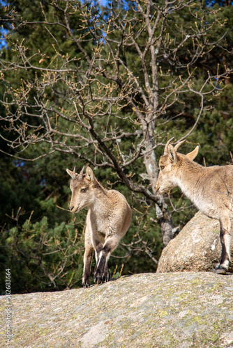 Fototapeta Naklejka Na Ścianę i Meble -  Mountain goats walking on the rocks 