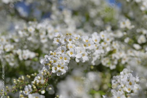 ユキヤナギの花