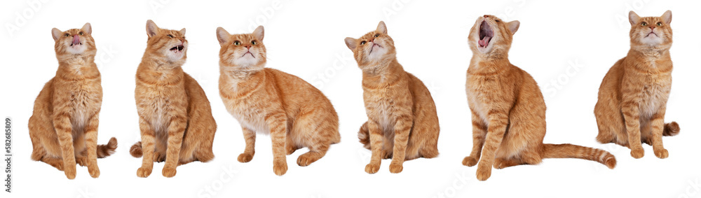 photo set, Red fluffy cat isolated on transparent background png. The cat stretches its paw up. Mockup cat for packaging design, postcards, pet shop