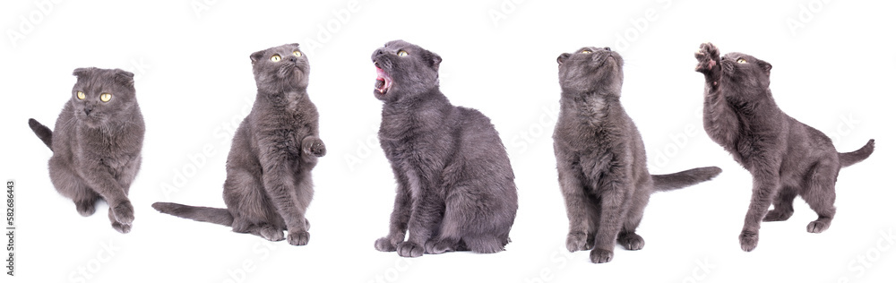 photo set, Gray fluffy cat isolated on transparent background png. The cat stretches its paw up. Mockup cat for packaging design, postcards photo set, Gray fluffy cat isolated on transparent background png. The cat stretches its paw up. Mockup cat for packaging design, postcards