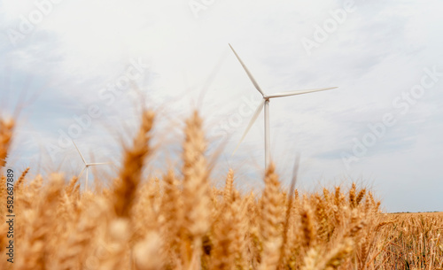 Closeup of Ears of wheat in the field at the sunset Farmers securing food supply and feeding the nation