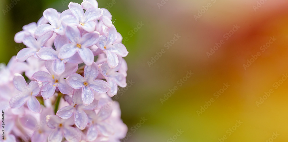 lilac flowers in the spring warm day. Beautiful nature scene with blooming tree and sun flare. Spring flowers. Springtime lilac flowers in the spring warm day. Beautiful nature scene with blooming tree and sun flare. Spring flowers. Springtime