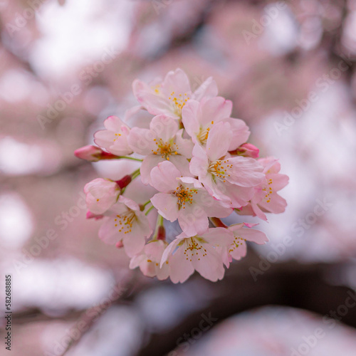 Cherry blossom