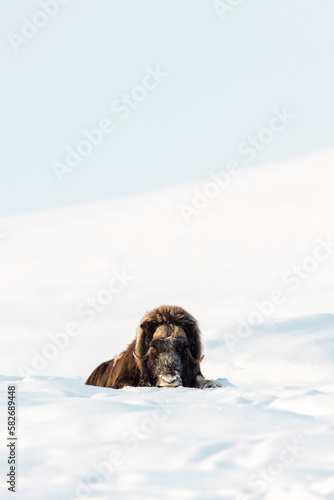 Muskoxen in snow and arctic landscape during winter