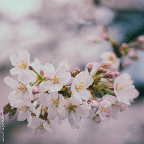 cherry  blossom