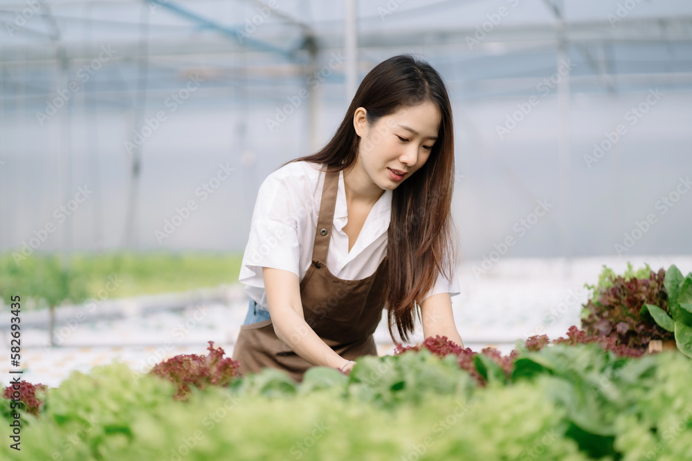 Smiling female picks vegetables in Hydroponics greenhouse farm garden in the morning. Smiling female picks vegetables in Hydroponics greenhouse farm garden in the morning.