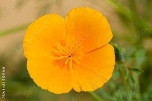 two orange escholzia flowers close-up on a background of greenery