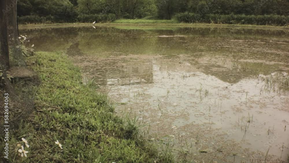still view of a muddy wetland swamp with a Little Egret crane in far distance and grass around various vegetation of tropical plants trees and bushes forest in the background in gloomy day still view of a muddy wetland swamp with a Little Egret crane in far distance and grass around various vegetation of tropical plants trees and bushes forest in the background in gloomy day