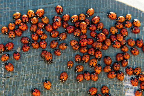 Lots of red ladybugs swarming at sunset. Ladybirds macro close up. Insects wildlife and nature concept.