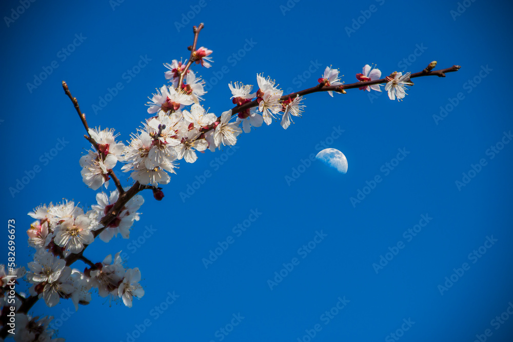 Branches of beautiful white flowers on a tree against the blue sky and moon Branches of beautiful white flowers on a tree against the blue sky and moon