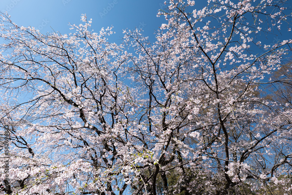 満開のしだれ桜と青空　3月　東京都文京区六義園