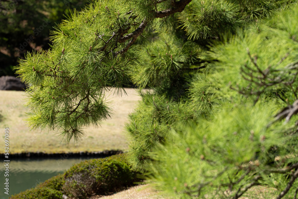 日本庭園と松 日本庭園と松