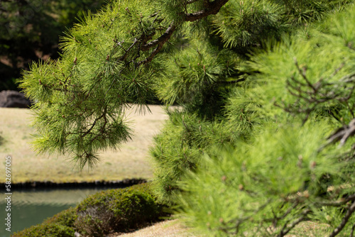 日本庭園と松