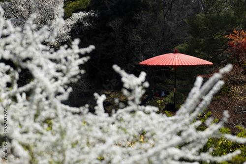 赤い和傘とユキヤナギの花 3月