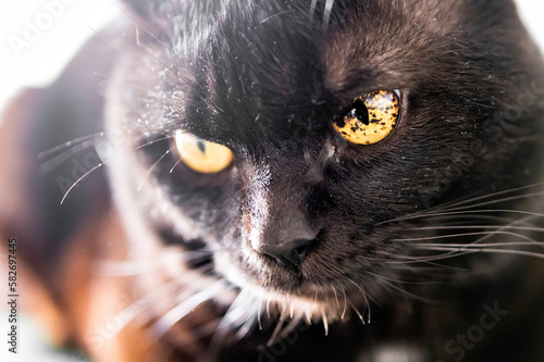 black spots in the iris eyes of black cat