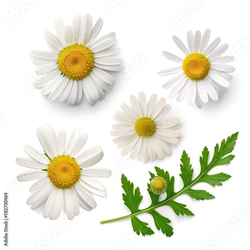 Chamomile flowers and green leaves isolated on white background. With clipping path. Collection of beautiful cut out chamomile flowers. generative ai © Creative Station