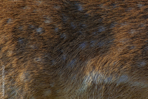 Wallpaper Mural close up of fur texture Torontodigital.ca