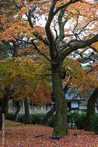 日本 京都府京都市にある建仁寺の紅葉
