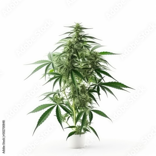 Green cannabis plant isolated on white background. generative ai