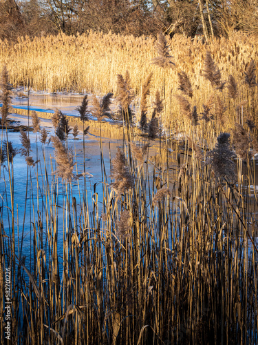 horsetail grasses and reeds by a pond