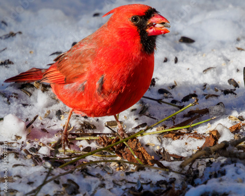 male northern red cardinal feeding on ground