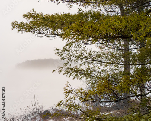 pine tree near a lake, mist-shrouded island in background (ID: 582701293)