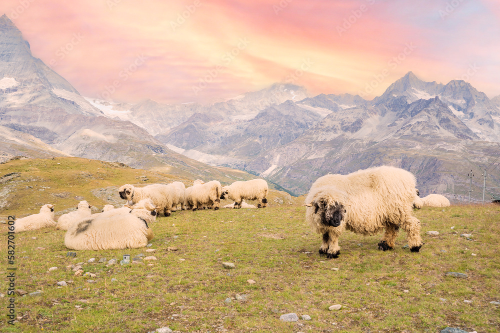 Fototapeta premium Flock of sheep grazing in a meadow in the mountains with a beautiful sunset.