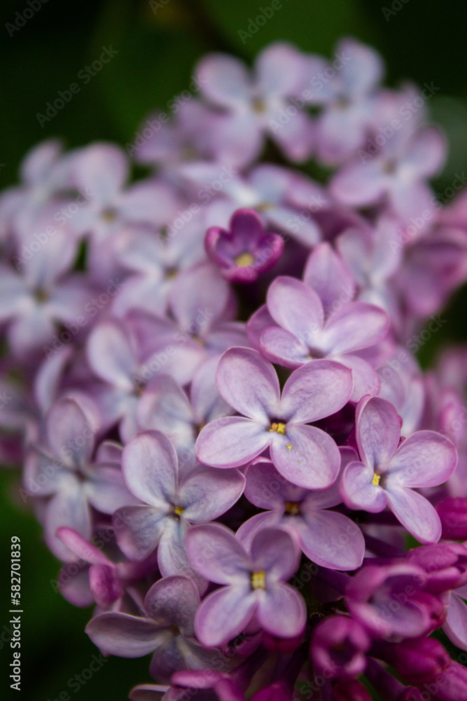 close up of a lilac