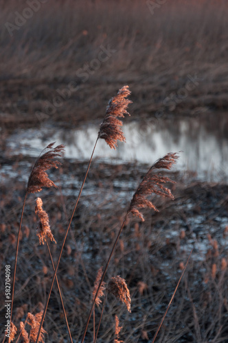 Reeds in morning light with water in the background