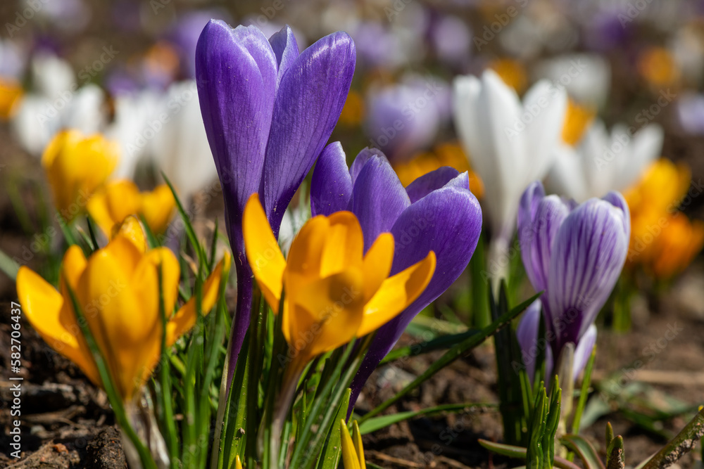 Blooming primroses crocuses on a spring day Blooming primroses crocuses on a spring day