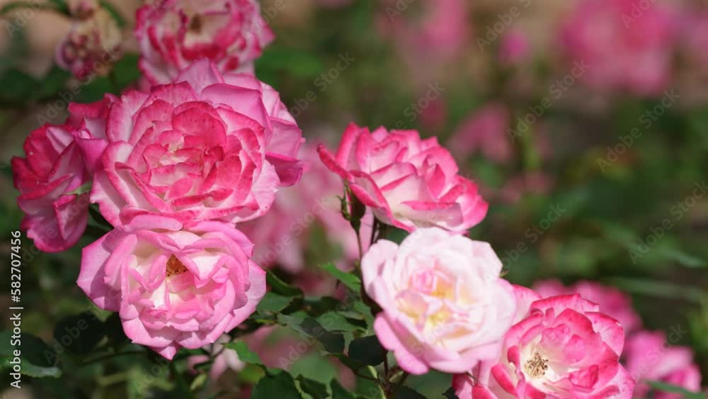 Pink rose flower blooming with green background. Pink rose flower blooming with green background.