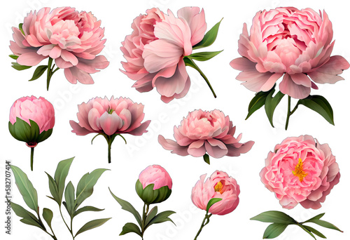 Set of beautiful pink peony flowers isolated over a transparent background, top view, flat lay, romantic feminine, spring or Mother's Day design