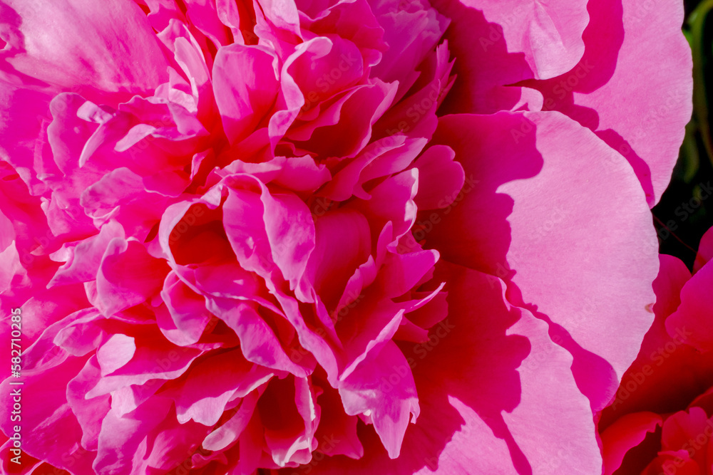 Raspberry peony. Macro. Peony flower close-up on a warm sunny day