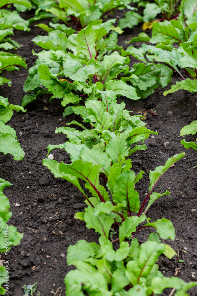 Obraz premium Organic green red young beetroot leaves growing on garden bed. Beets are a source of food for humans and livestock. Macro