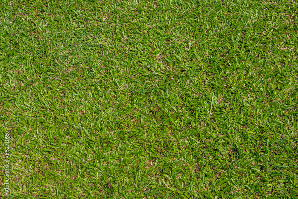 green grass background green grass background