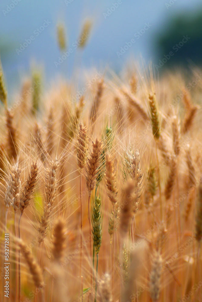 Barley Rice Plants in nature Background. Barley Rice Plants in nature Background.