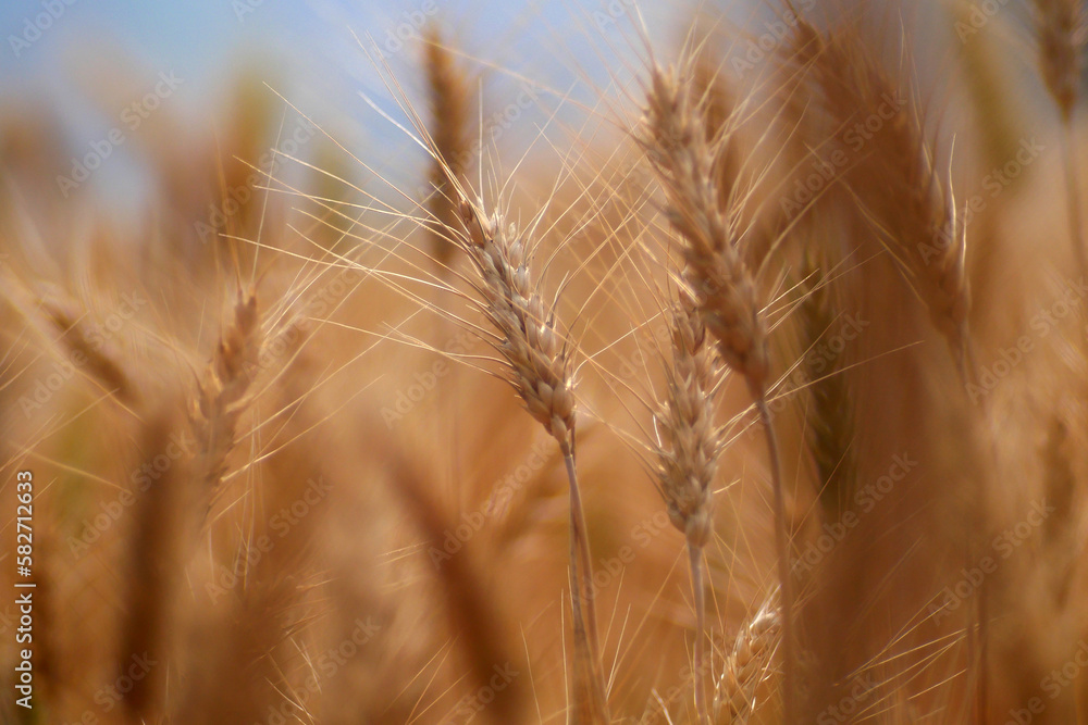 Barley Rice Plants in nature Background. Barley Rice Plants in nature Background.