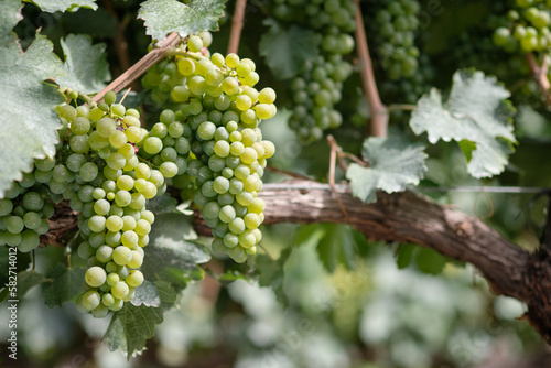 White wine grapes on a curving vine branch in summer.