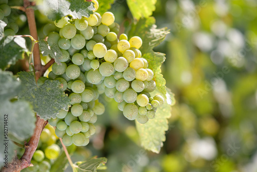 White grapes on vine close-up against blurred vines background.