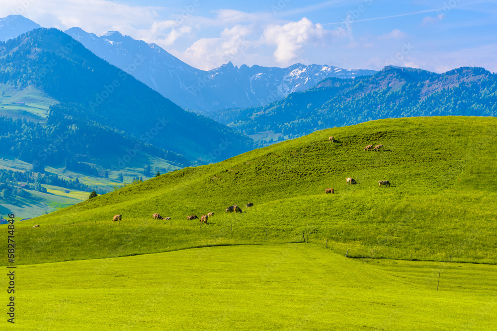 Fototapeta premium Green fields with blue sky, Schoenengrund, Hinterland, Appenzell Ausserrhoden Switzerland