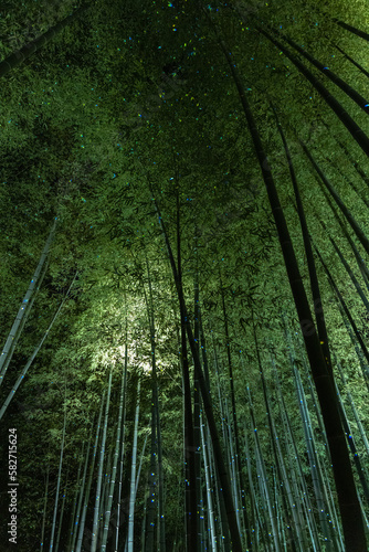 日本 京都府京都市にある高台寺のライトアップされた竹林