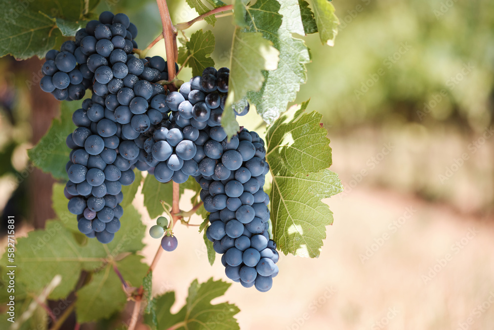 Bunches of ripe red wine grapes on vine with warm blurred background.