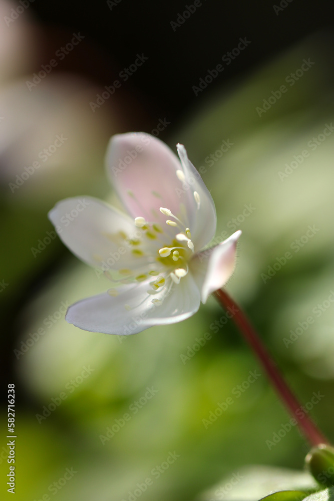Fototapeta premium close-up shot with a macro lens of a pretty little nirinsou flower in the spring sunshine.