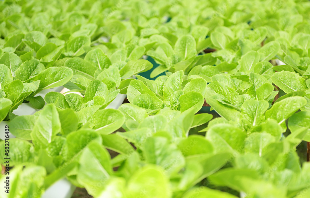 hydroponic plants on water without soil agriculture organic health food nature, Chlorophyll leaf crop bio, hydroponic vegetables from hydroponic farms fresh green cos lettuce growing in the garden hydroponic plants on water without soil agriculture organic health food nature, Chlorophyll leaf crop bio, hydroponic vegetables from hydroponic farms fresh green cos lettuce growing in the garden