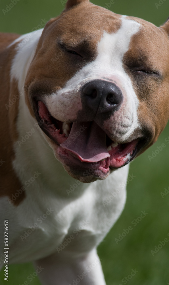 Staffordshire Bull Terrier close-up with happy smiling open mouth