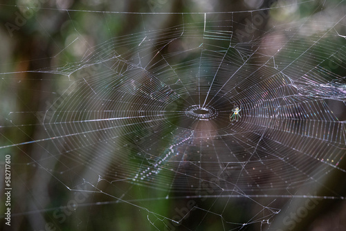 Orchard Spider weaving web