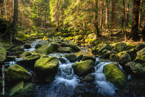 Fotografia Creek in mountain forest