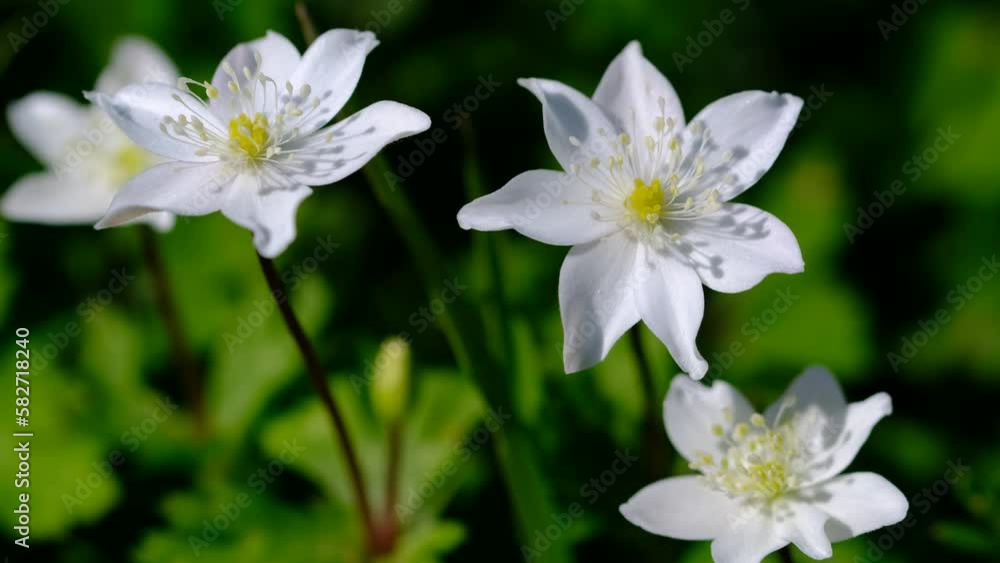春の野山に咲くニリンソウの花 春の野山に咲くニリンソウの花